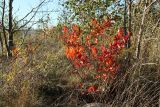 &times; Sorbaronia mitschurinii