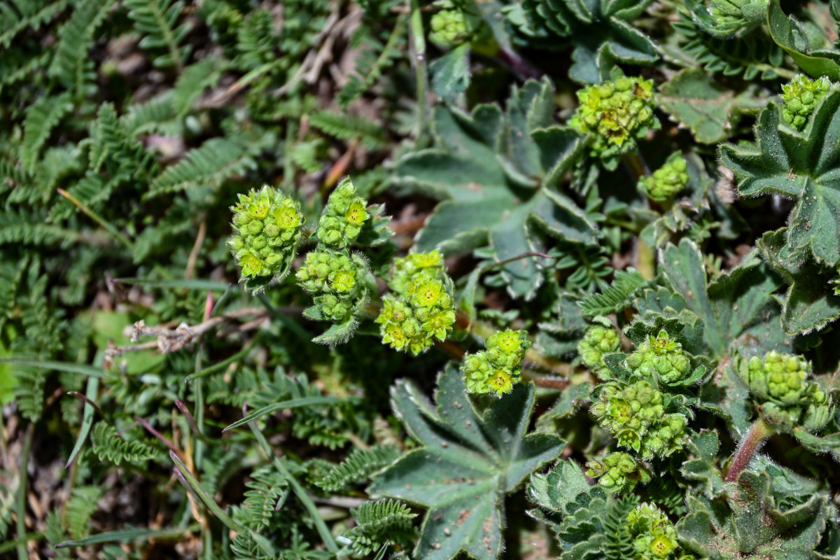 Изображение особи род Alchemilla.