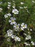 Cerastium arvense