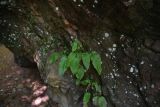 Campanula pendula. Вегетирующее растение. Республика Адыгея, руч. Сибирь, нижняя часть ущелья, на скале. 31 июля 2022 г.