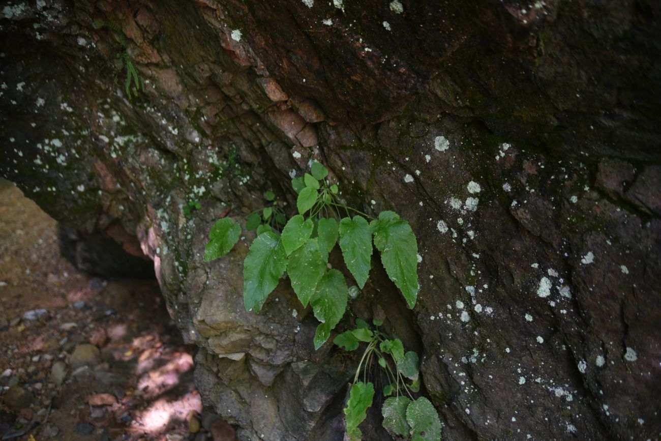 Image of Campanula pendula specimen.