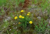 Taraxacum printzii