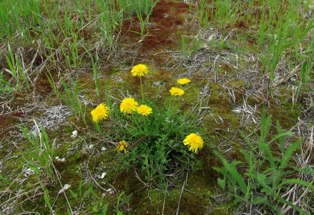 Изображение особи Taraxacum printzii.