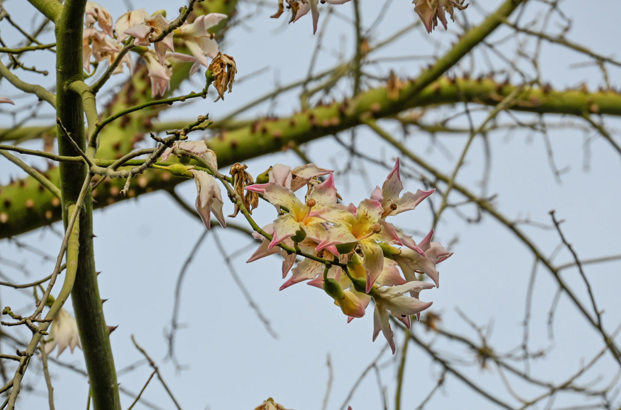 Изображение особи Ceiba speciosa.