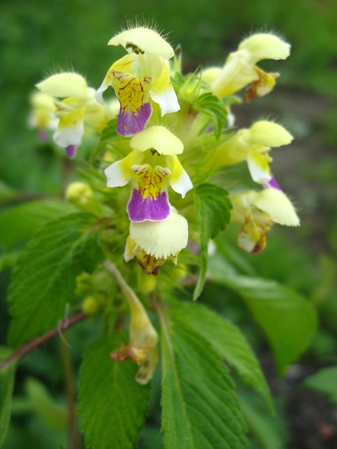 Image of Galeopsis speciosa specimen.