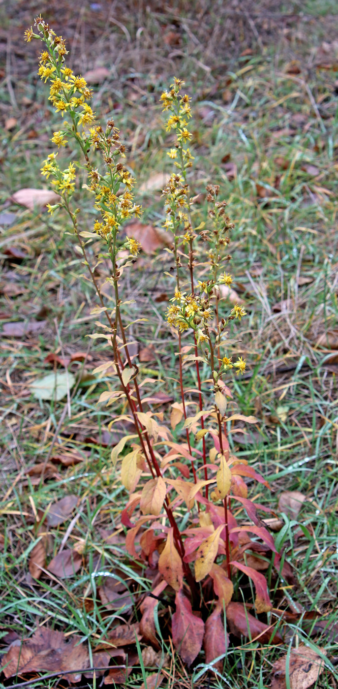 Изображение особи Solidago virgaurea.