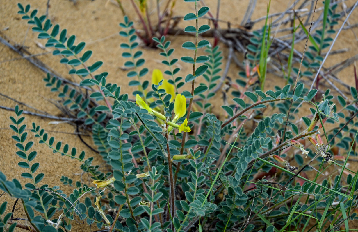 Image of Astragalus longipetalus specimen.