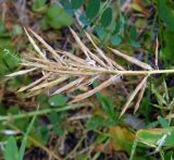 Galega officinalis