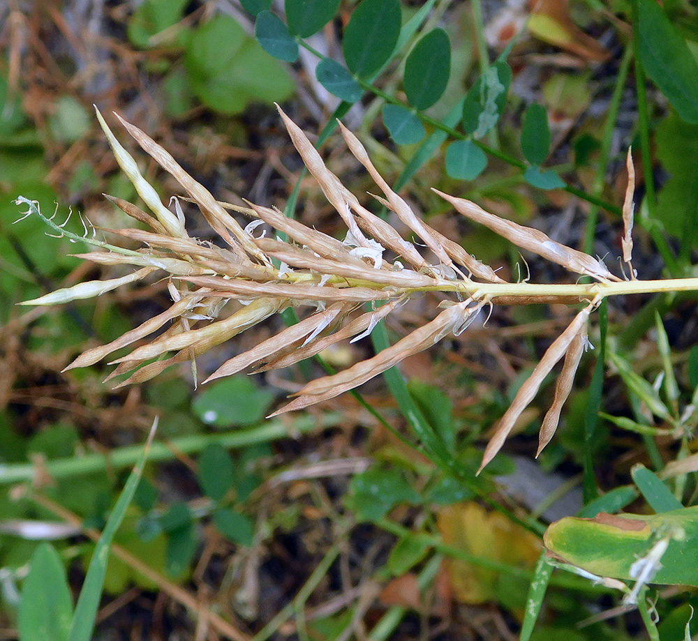 Изображение особи Galega officinalis.