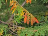 Rhus typhina form dissecta. Листья в осенней окраске. Владивосток, Ботанический сад-институт ДВО РАН. 2 октября 2010 г.