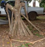 Pandanus odorifer