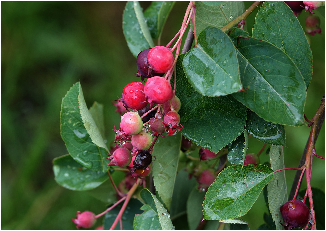 Image of Amelanchier spicata specimen.