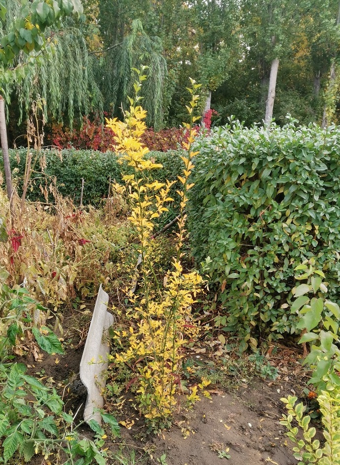 Изображение особи Poncirus trifoliata.