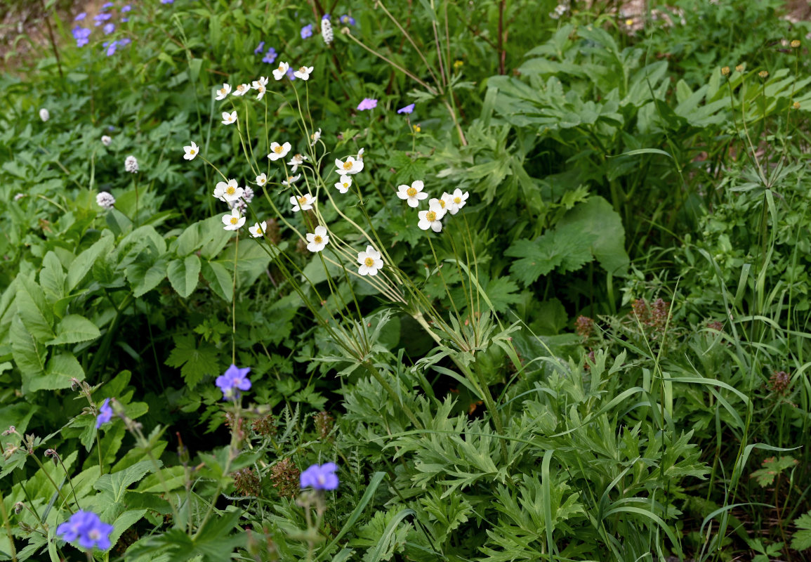 Image of Anemonastrum protractum specimen.