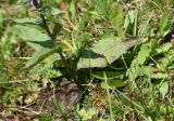 семейство Asteraceae