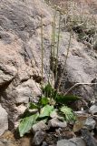 Plantago cornuti