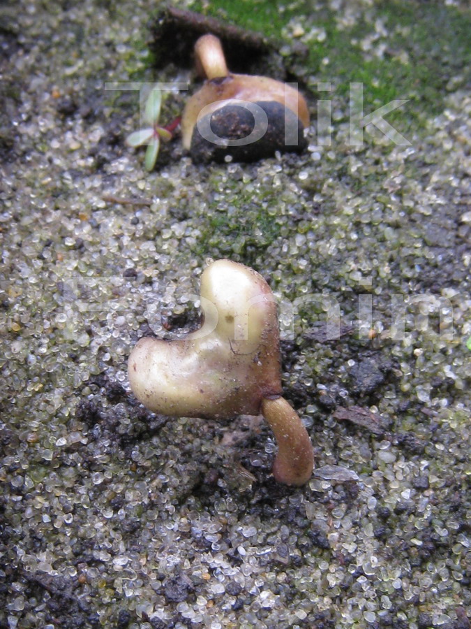 Image of Magnolia &times; loebneri specimen.