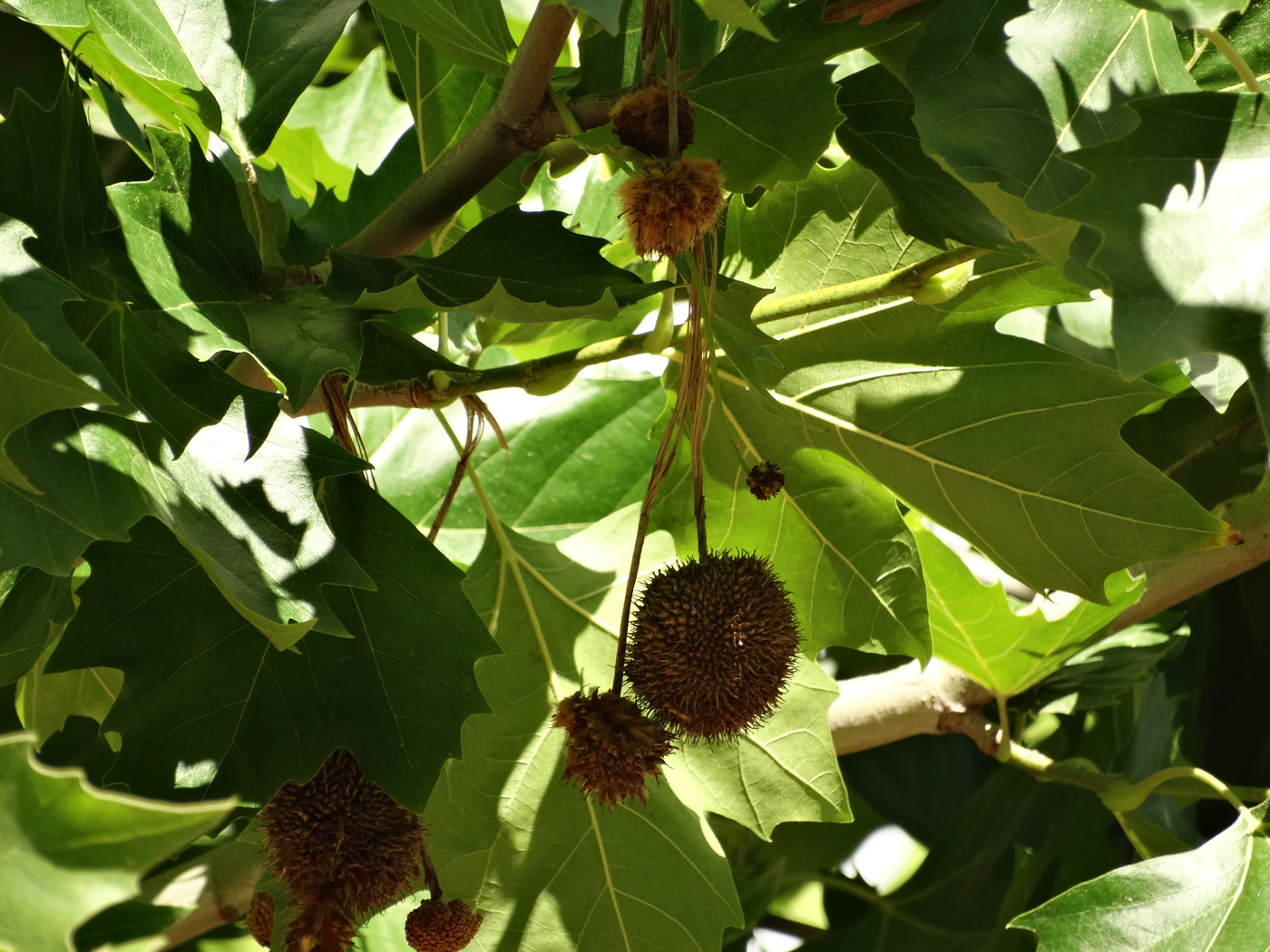 Изображение особи Platanus &times; acerifolia.