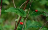 Lonicera sachalinensis. Часть побега с соплодиями. Сахалин, гор. округ Долинский, долина р. Красноярка, Быковские пороги, опушка смешанного леса. 13.08.2023.