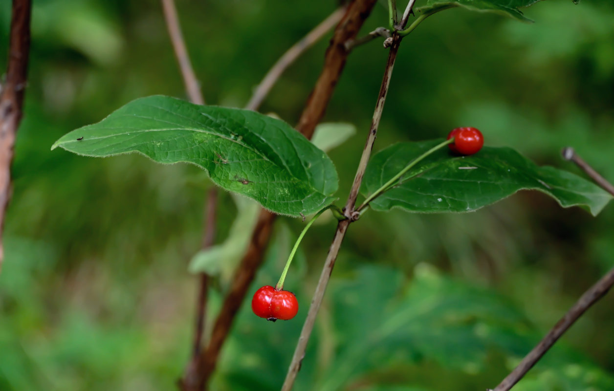 Изображение особи Lonicera sachalinensis.