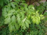 Sambucus racemosa форма laciniata