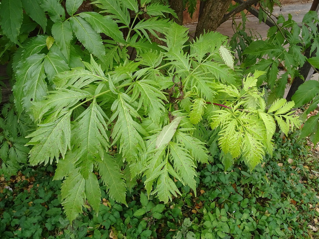 Изображение особи Sambucus racemosa f. laciniata.