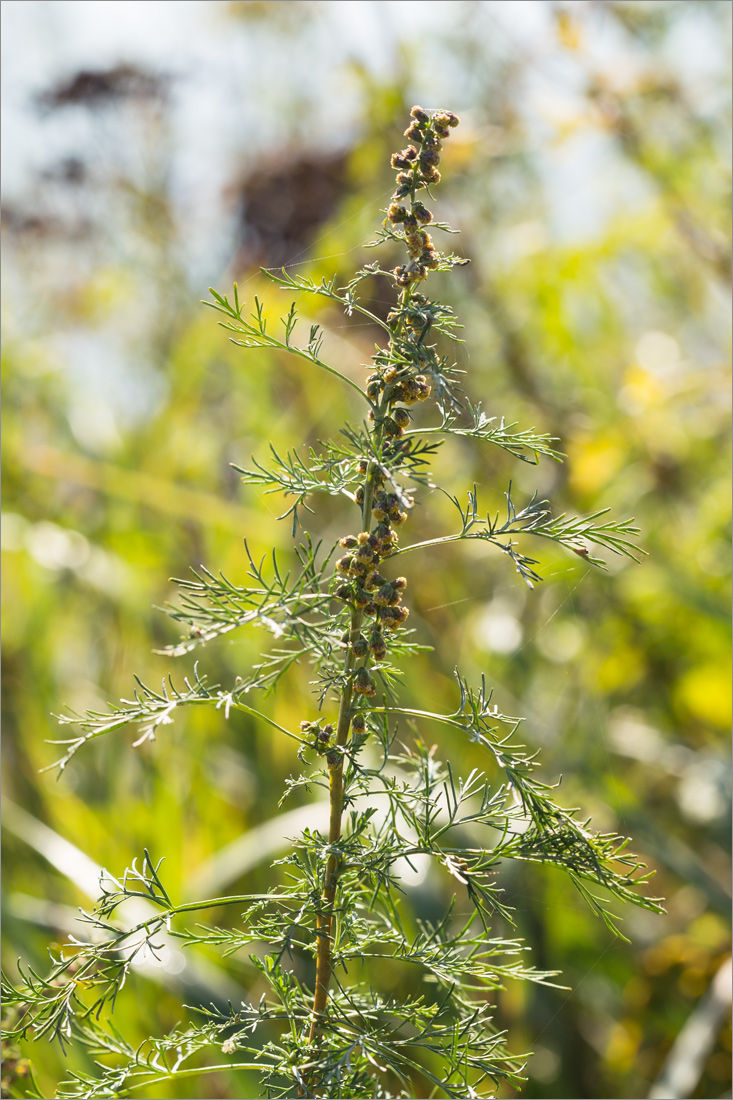 Изображение особи Artemisia abrotanum.