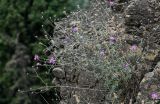 Centaurea gulissaschvilii