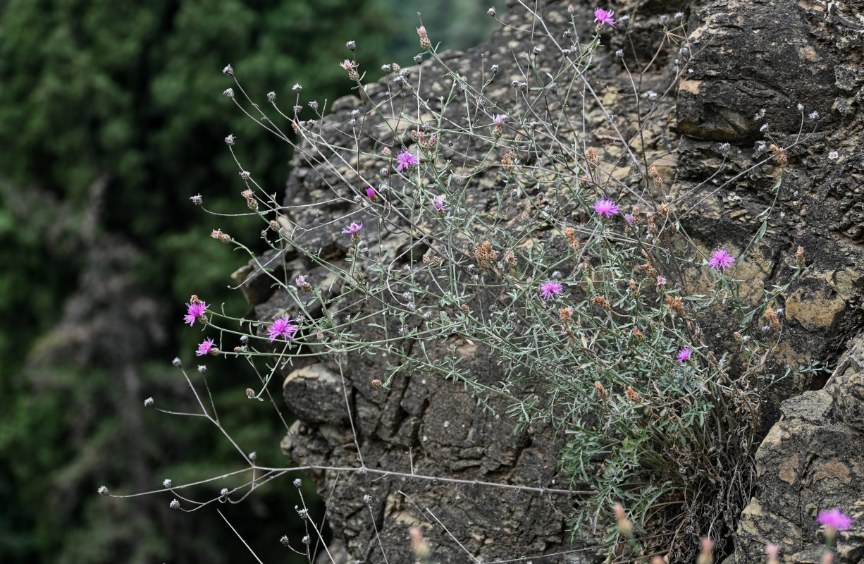 Image of Centaurea gulissaschvilii specimen.