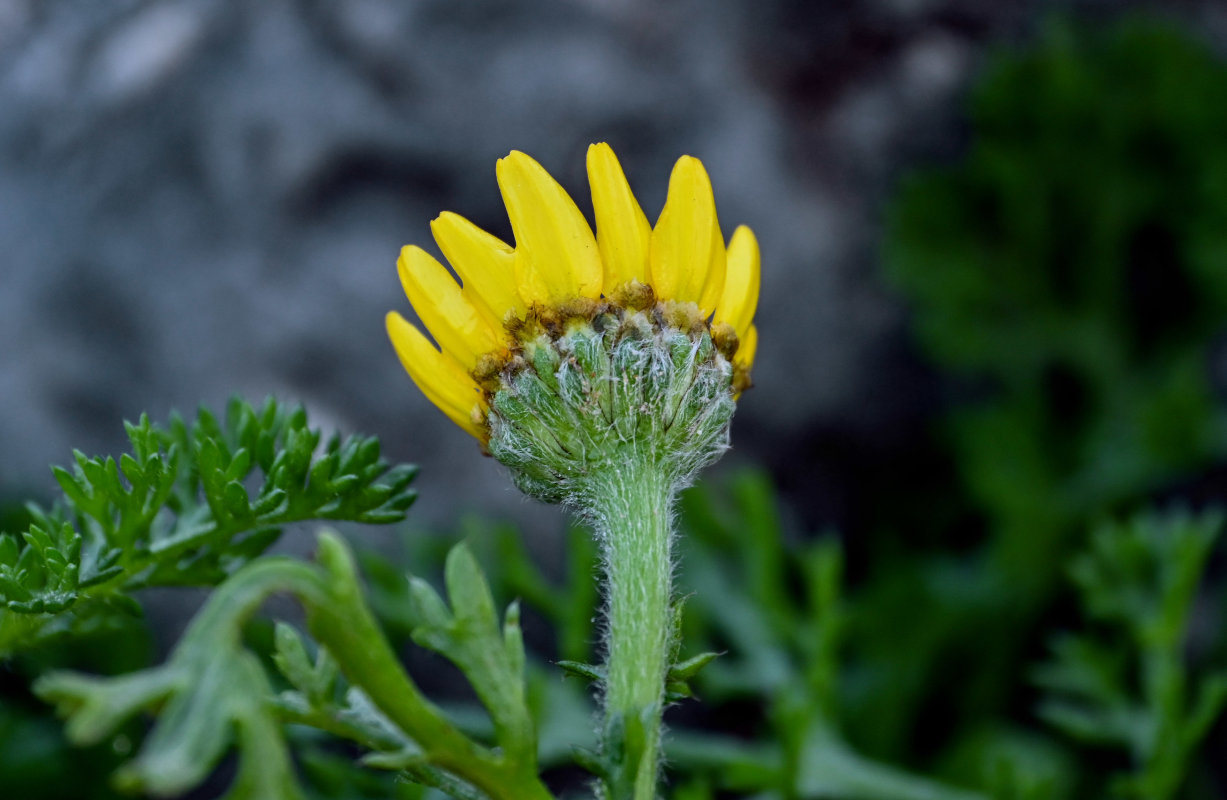 Image of Anacyclus radiatus specimen.