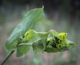 Bupleurum longifolium subspecies aureum. Верхушка растения в развивающимся соцветием. Пермский край, Кунгурский р-н, окр. дер. Дейково, ур. Греховская гора, разнотравный луг на вершине урочища. 04.06.2023.