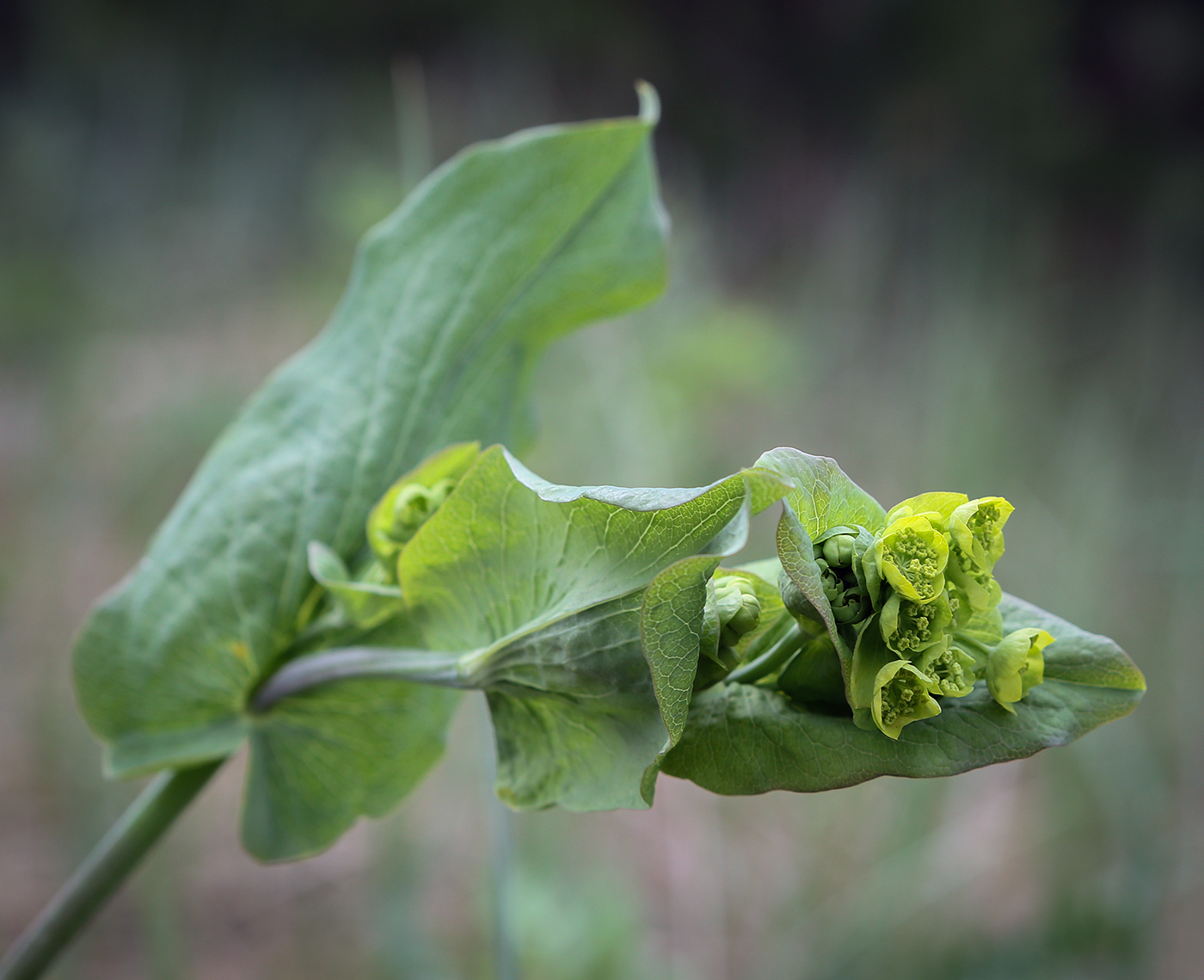 Image of Bupleurum longifolium ssp. aureum specimen.