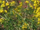 Galium verum. Часть цветущего растения. Магаданская обл., окр. г. Магадан, ост. Аммональная, разнотравная поляна в листвнничнике. 14.08.2019.