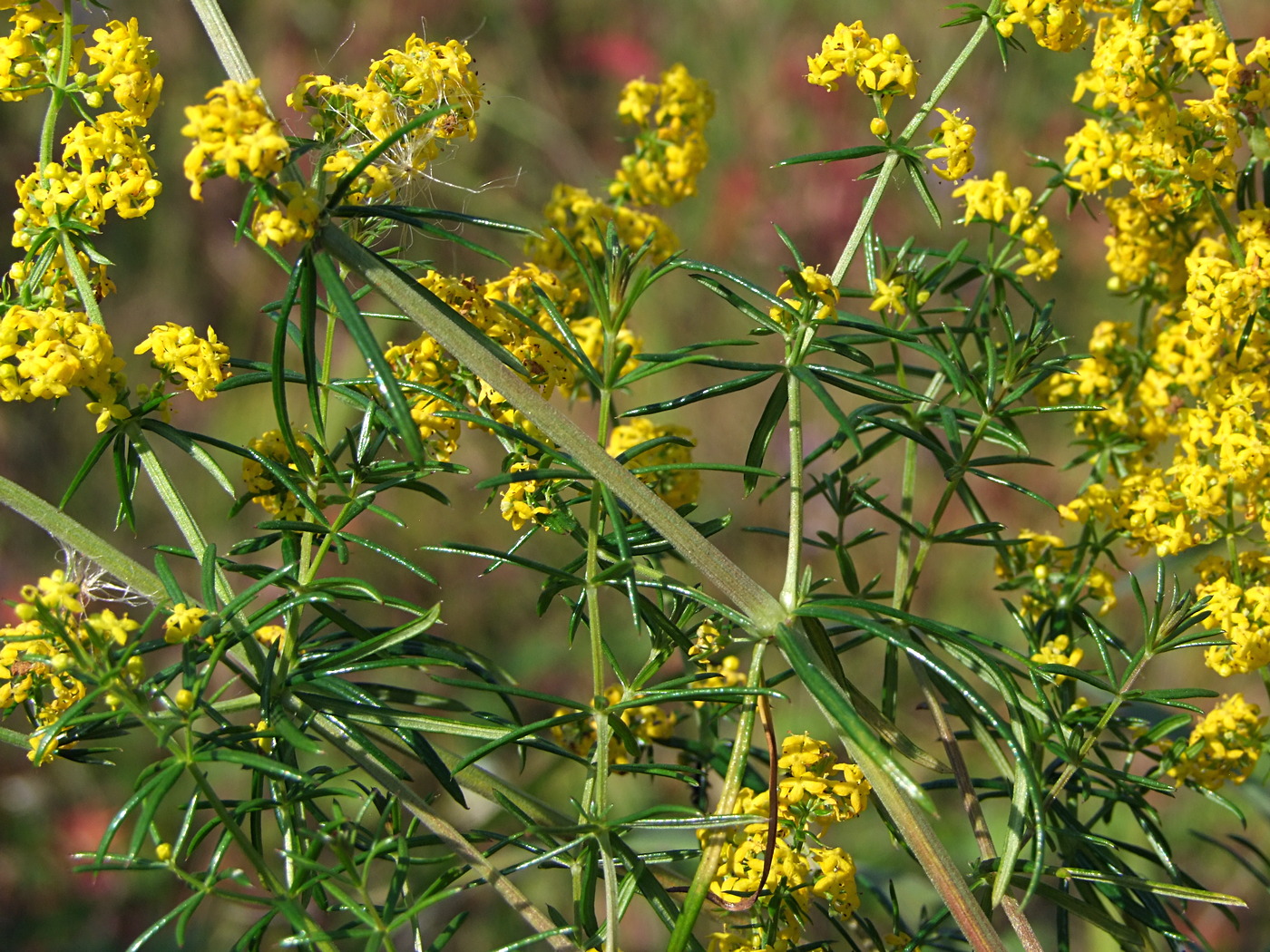 Изображение особи Galium verum.