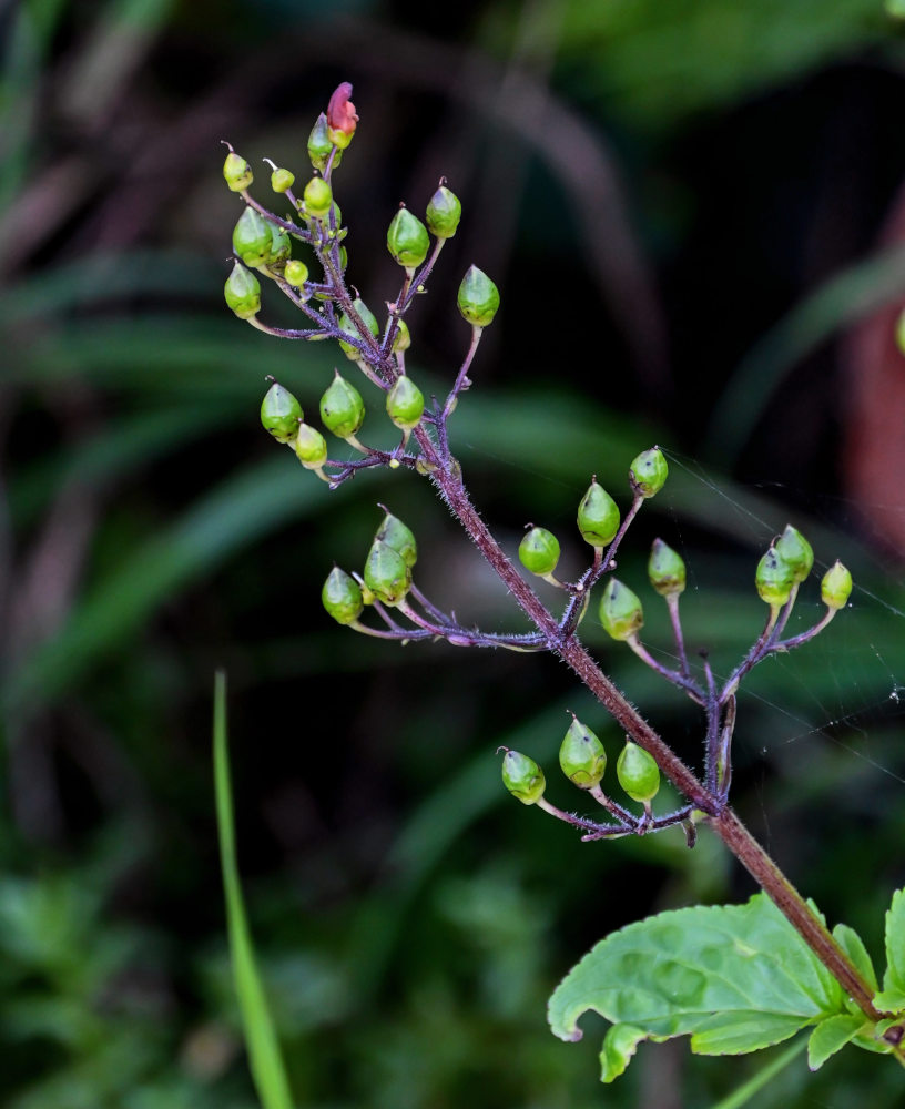 Изображение особи Scrophularia grayana.