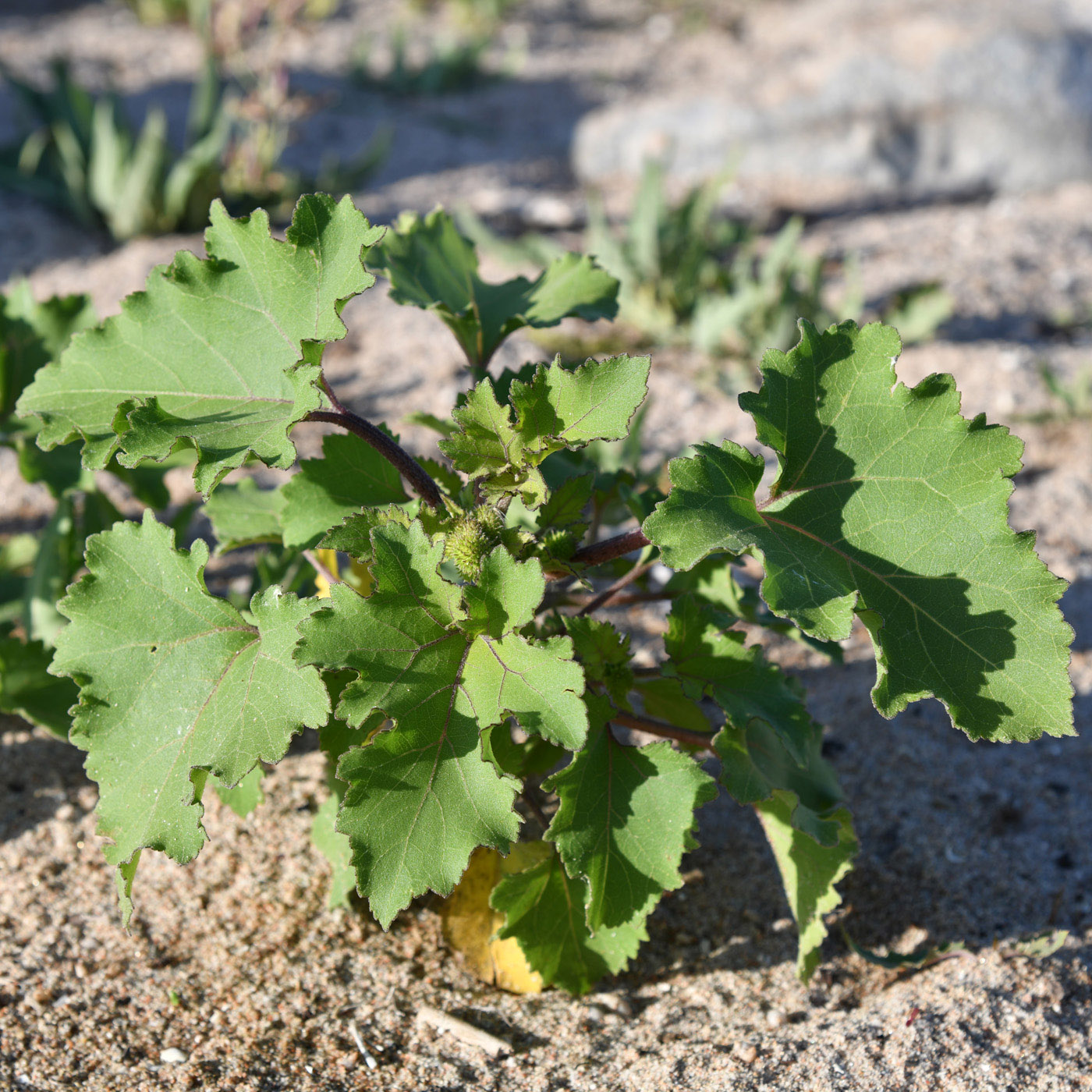 Image of Xanthium orientale specimen.