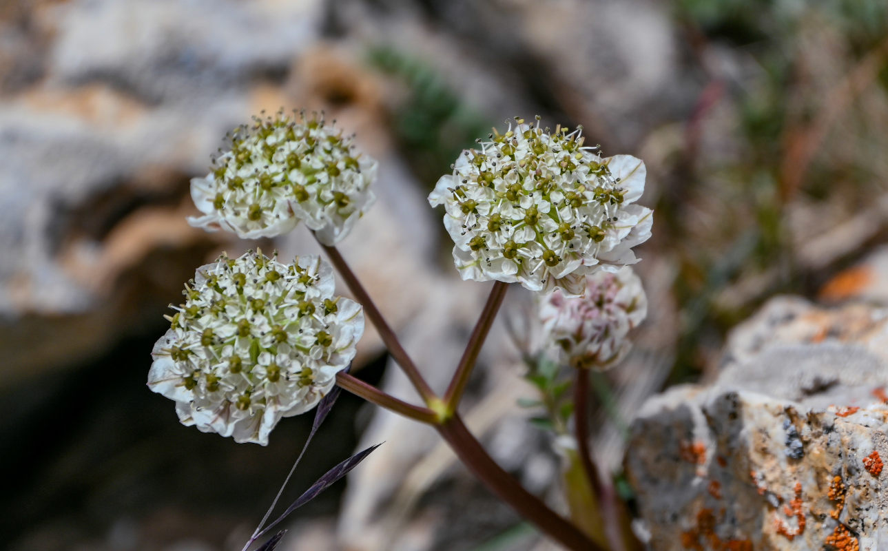 Изображение особи Hymenolaena pimpinellifolia.
