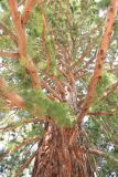 Sequoiadendron giganteum. Нижняя часть кроны дерева. Южный берег Крыма, Массандра, парк, в культуре. 8 июня 2018 г.