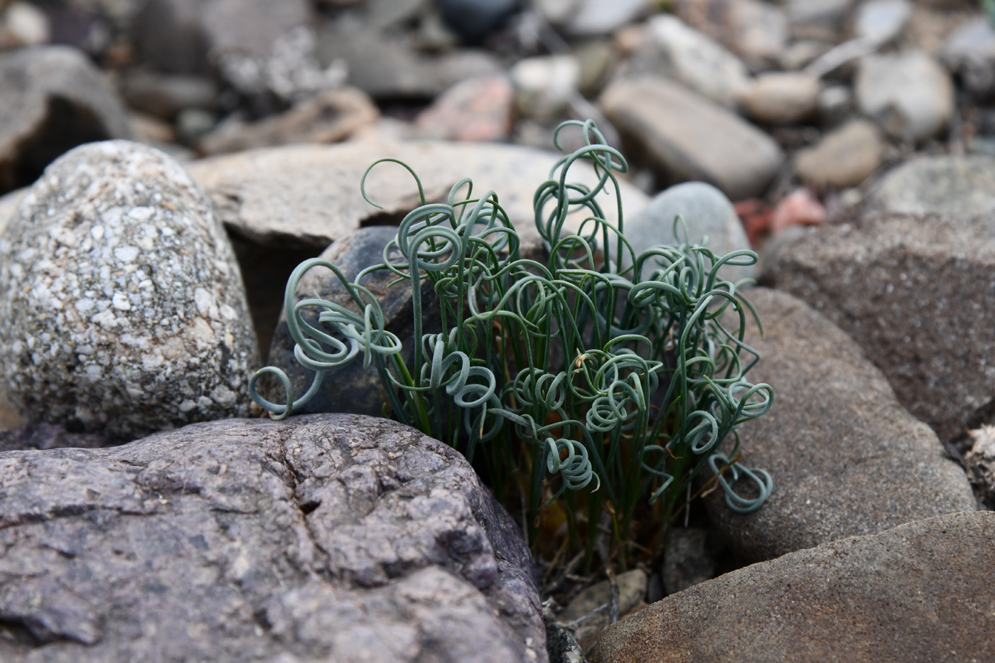 Image of Allium setifolium specimen.