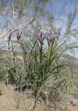 Iris songarica