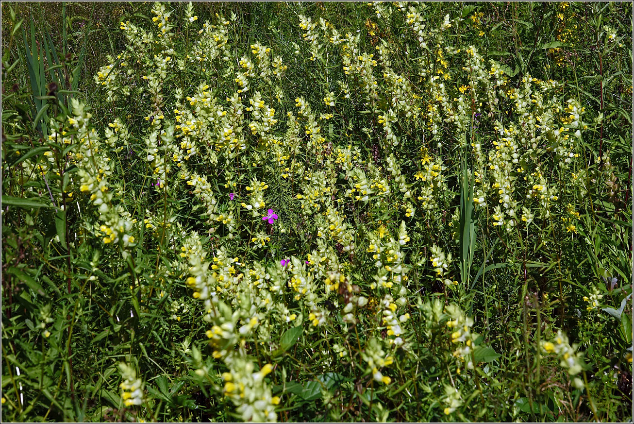 Изображение особи Rhinanthus aestivalis.