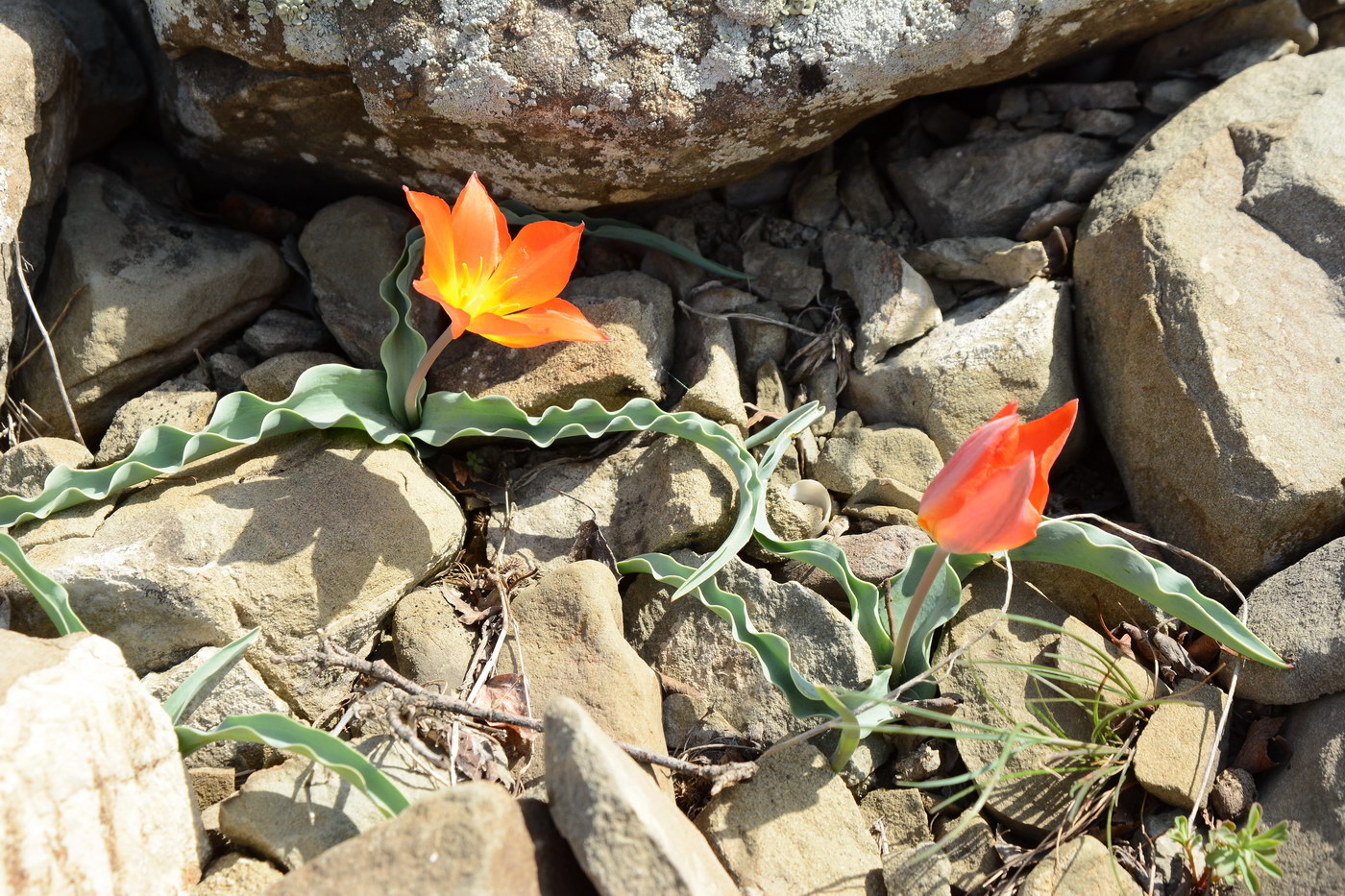 Image of Tulipa ferganica specimen.