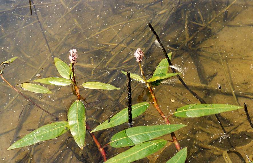 Изображение особи Persicaria amphibia.