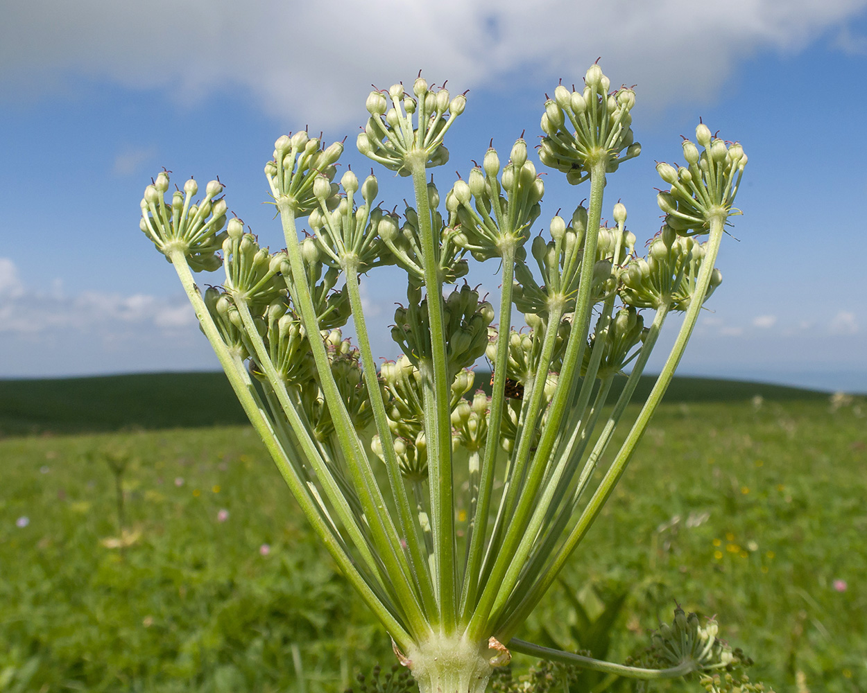 Image of Agasyllis latifolia specimen.