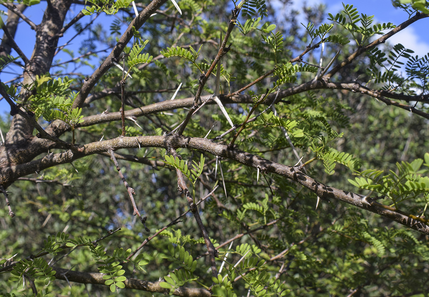 Image of Vachellia karroo specimen.