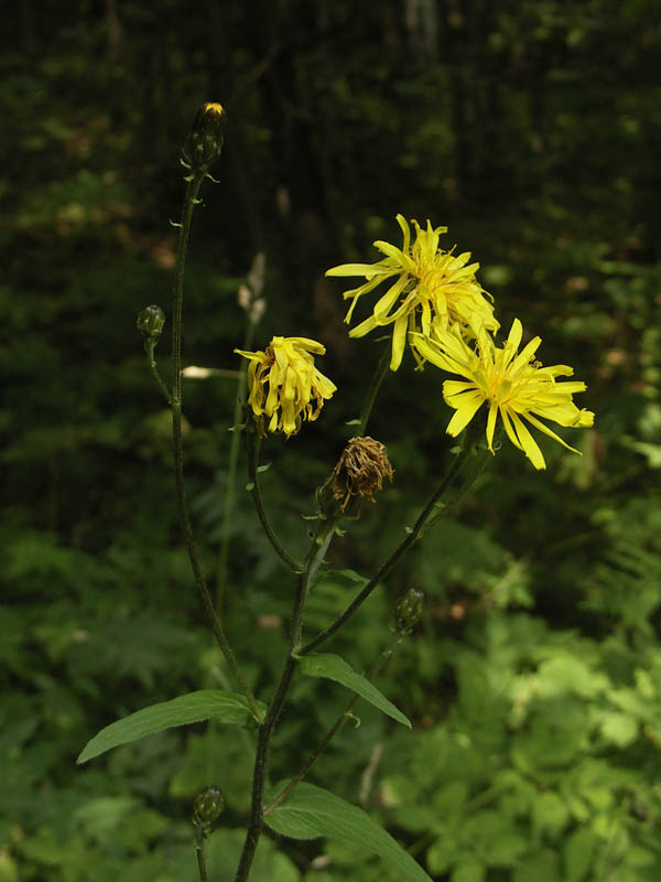 Image of Crepis sibirica specimen.