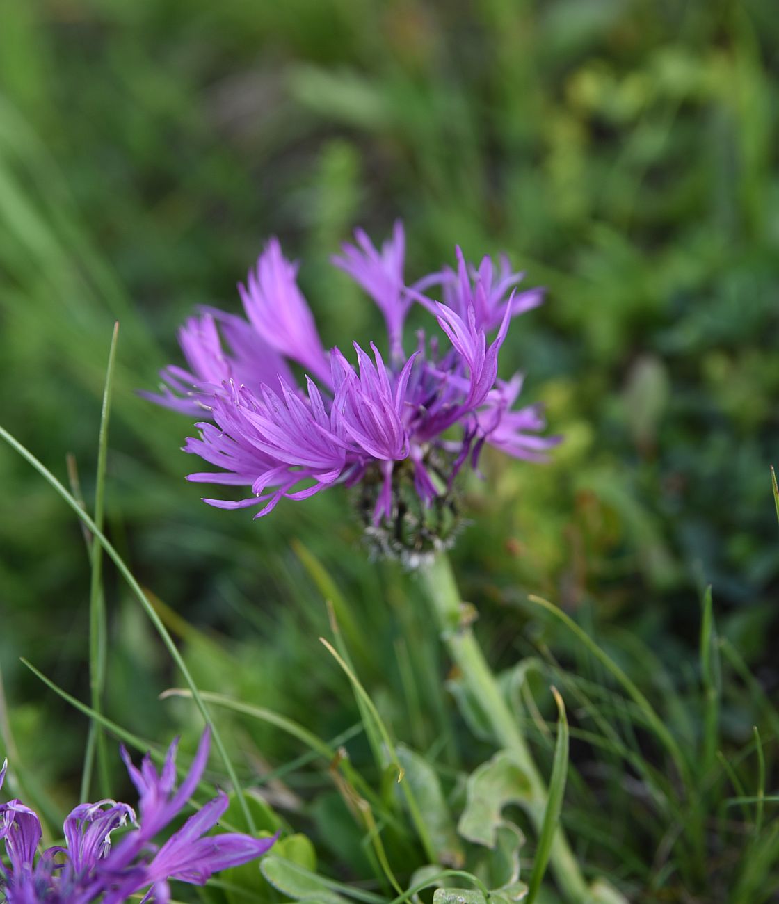 Image of Centaurea willdenowii specimen.