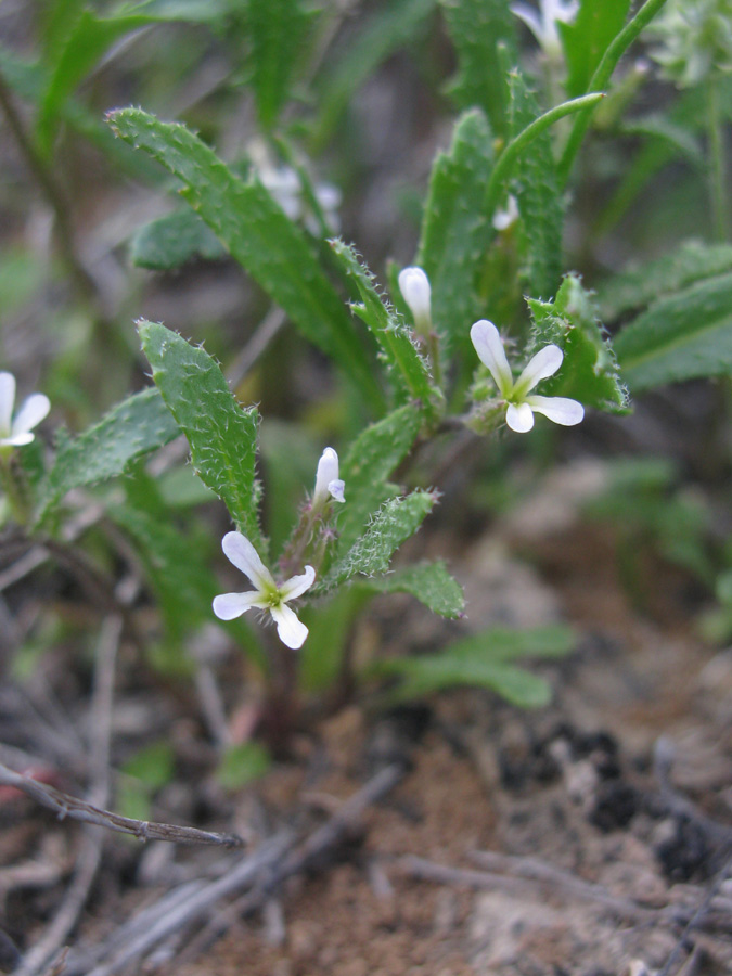 Изображение особи Strigosella hispida.