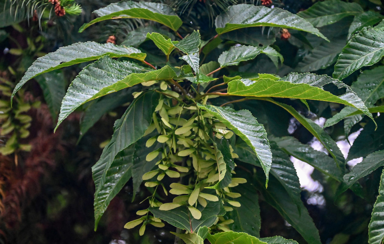 Image of Acer davidii specimen.