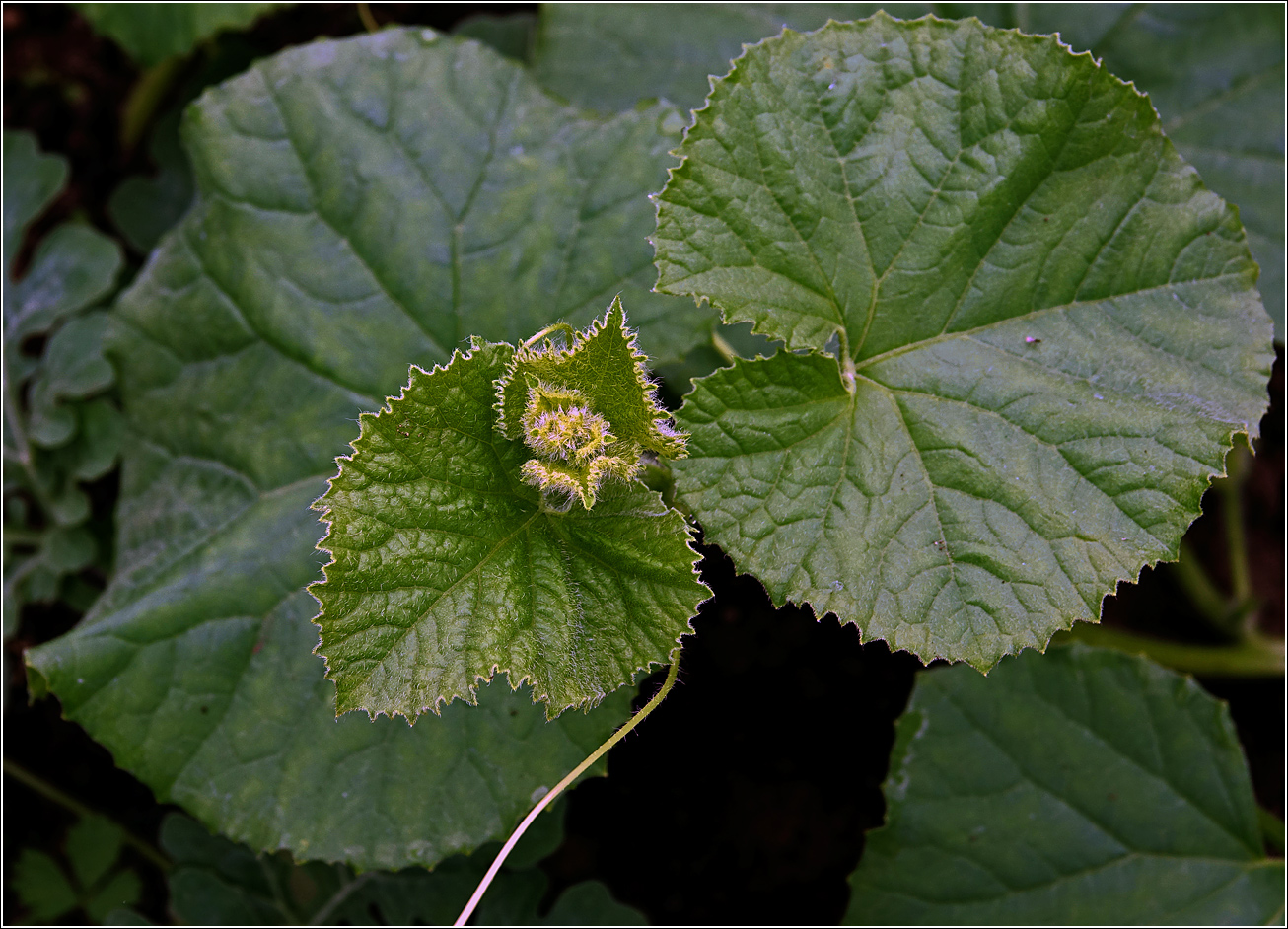 Image of Melo sativus specimen.